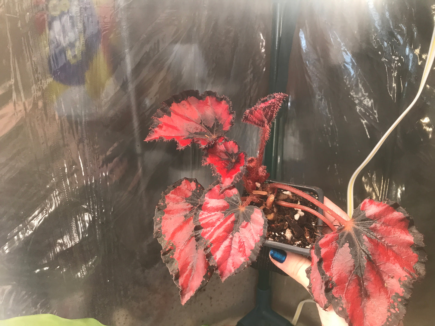 Begonia