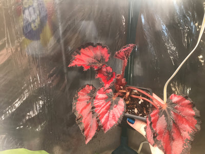 3” Red Robin
