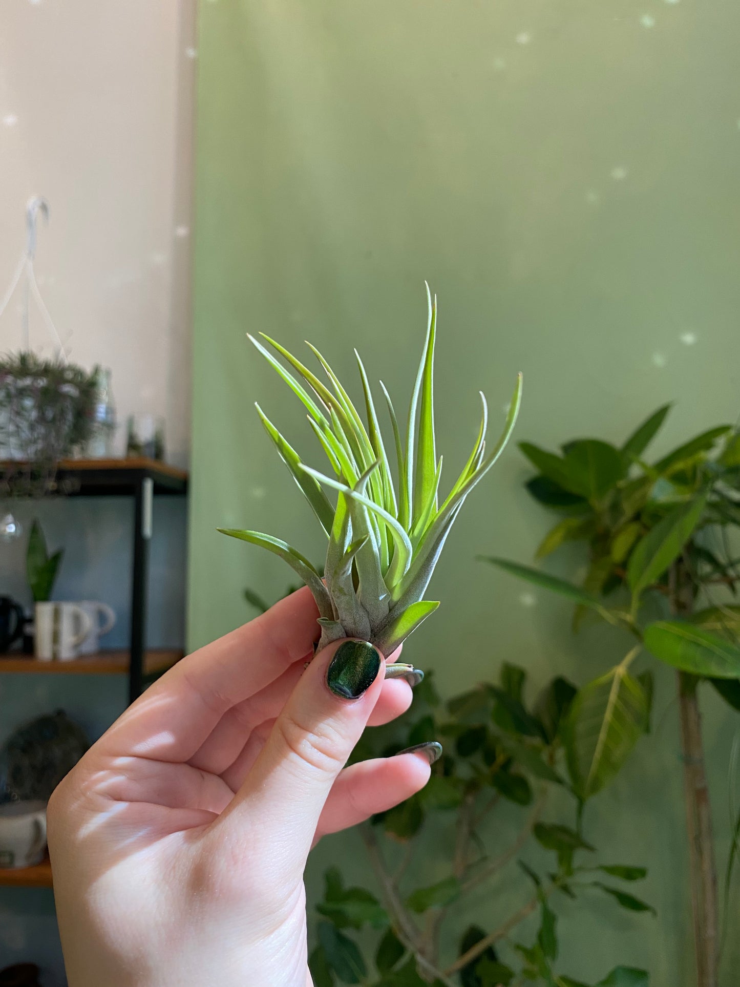 Air Plant