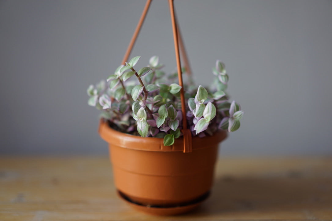 Callisia Pink Panther