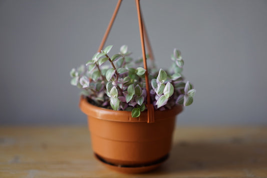 Callisia Pink Panther
