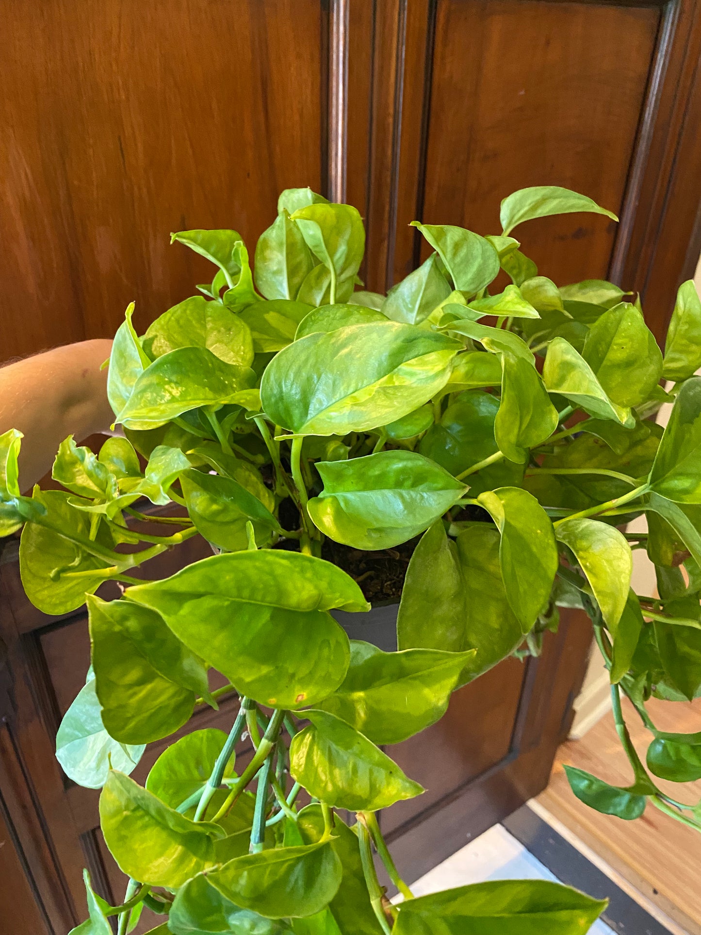 Pothos
