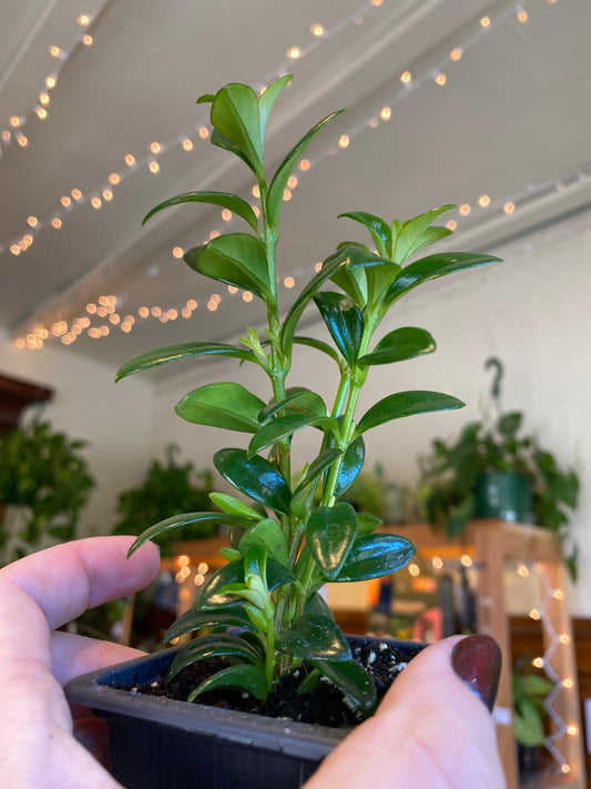 Goldfish Plant