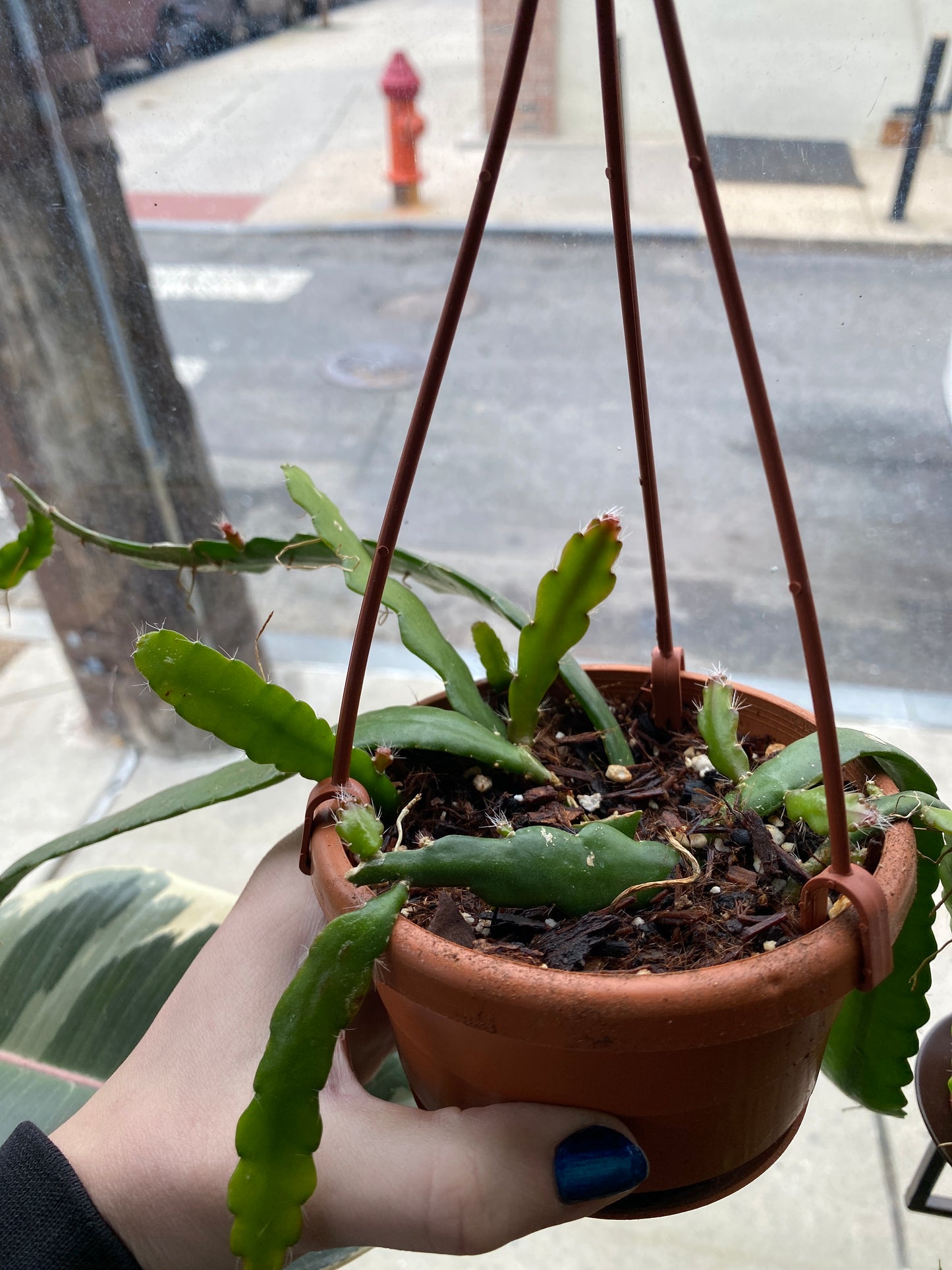 Ric Rac/Fishbone Cactus