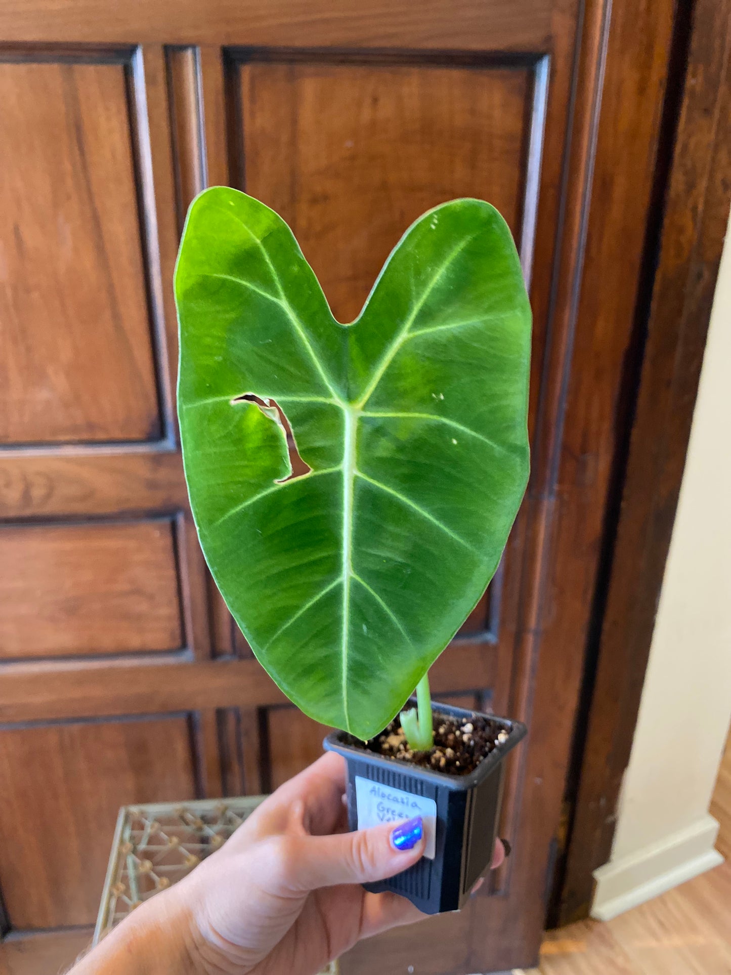 Alocasia