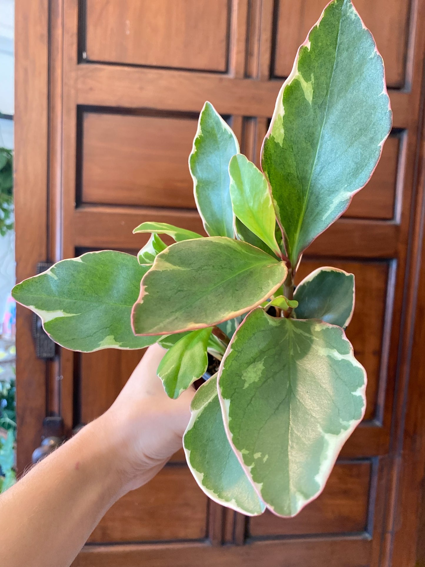 Peperomia