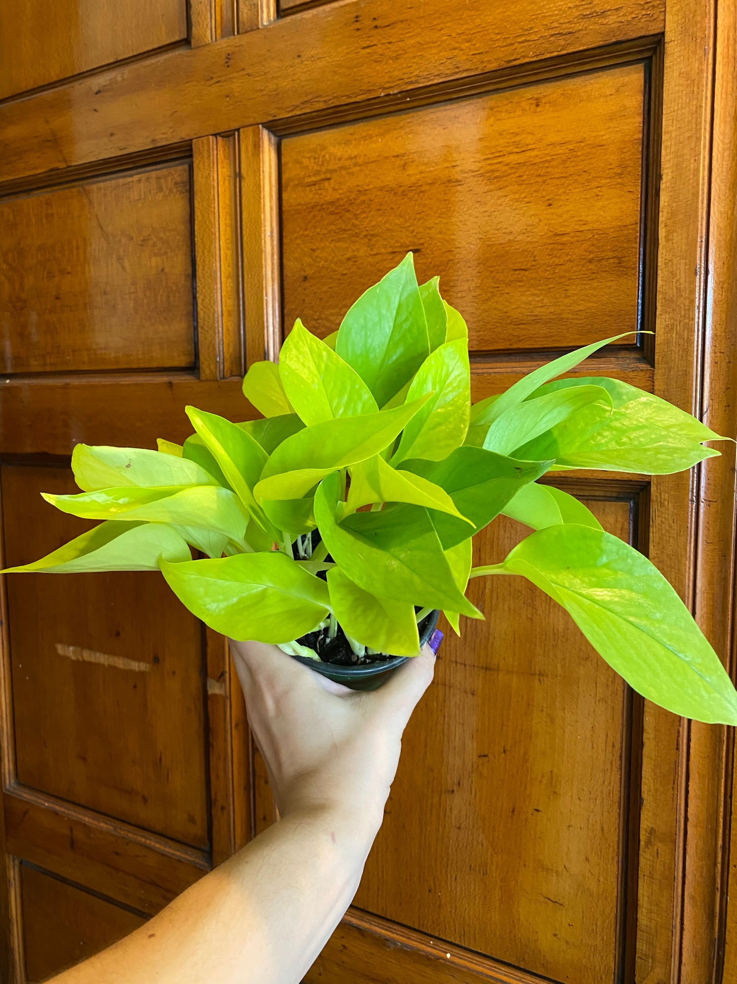 Pothos