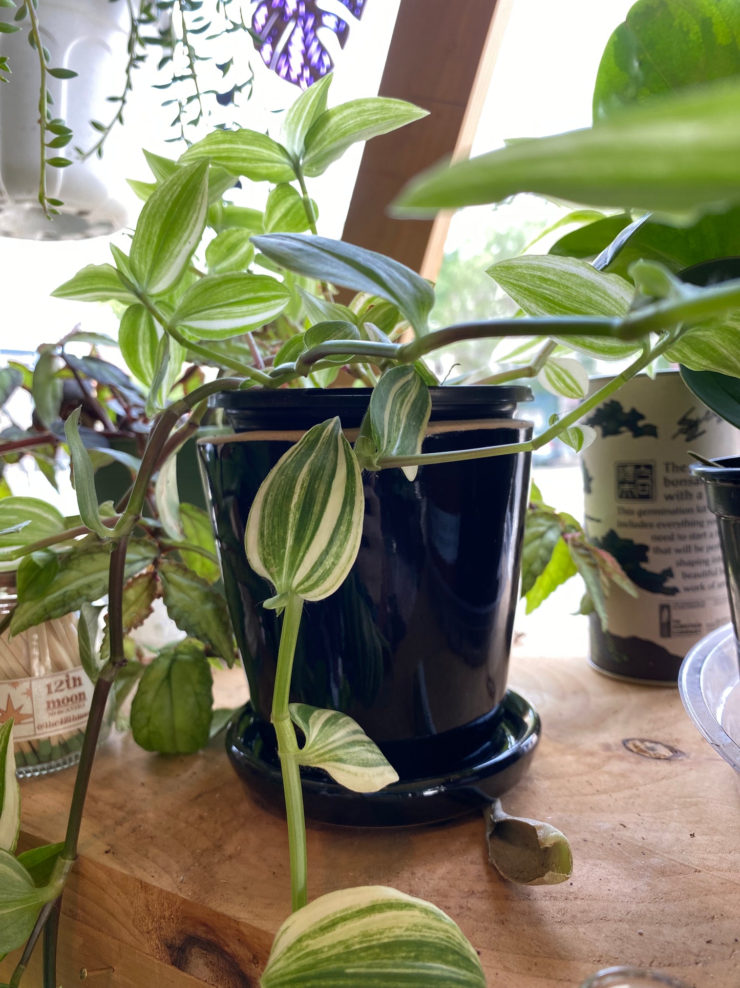 Ceramic Planter Pot with Attached Saucer