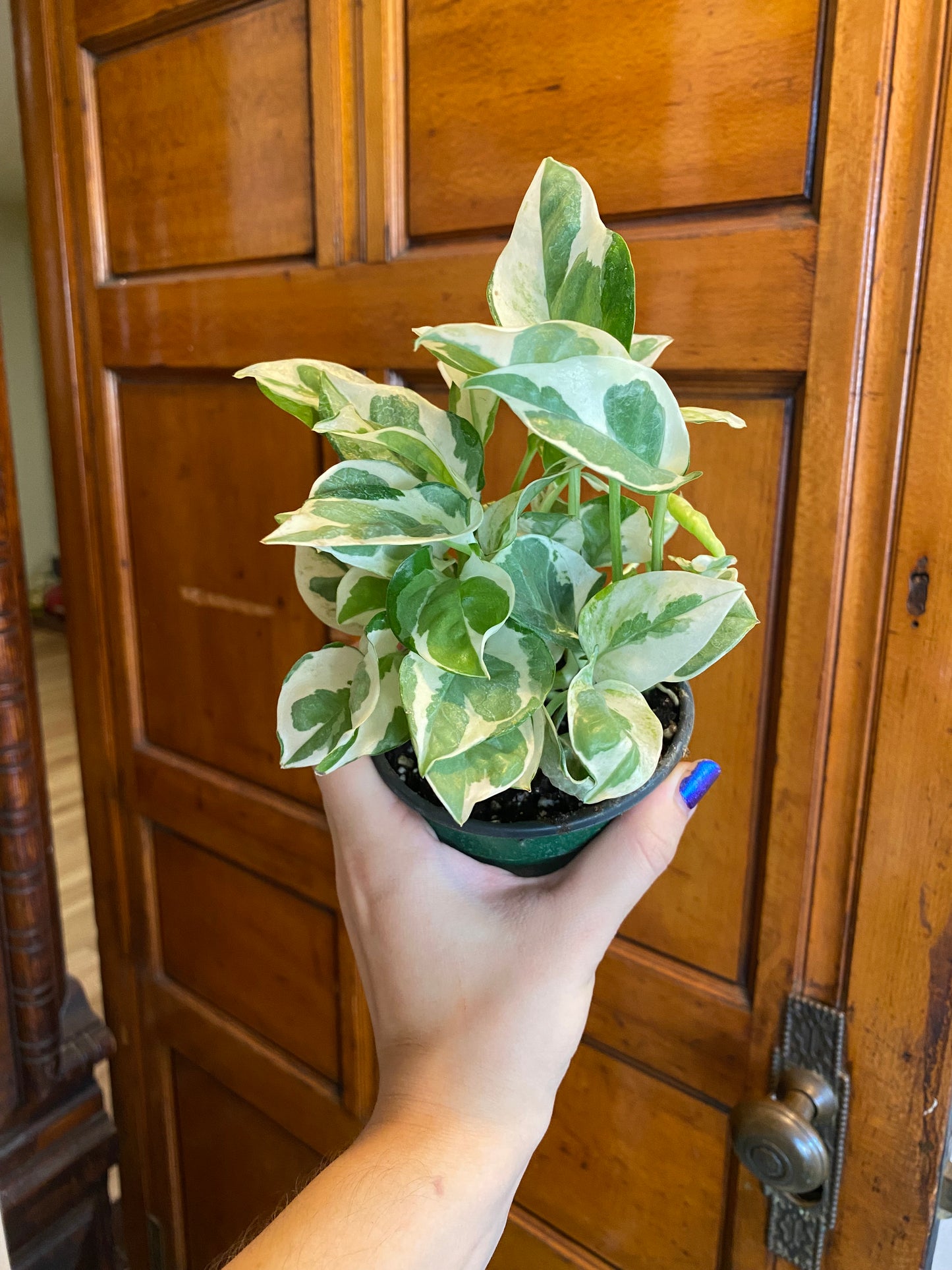 Pothos