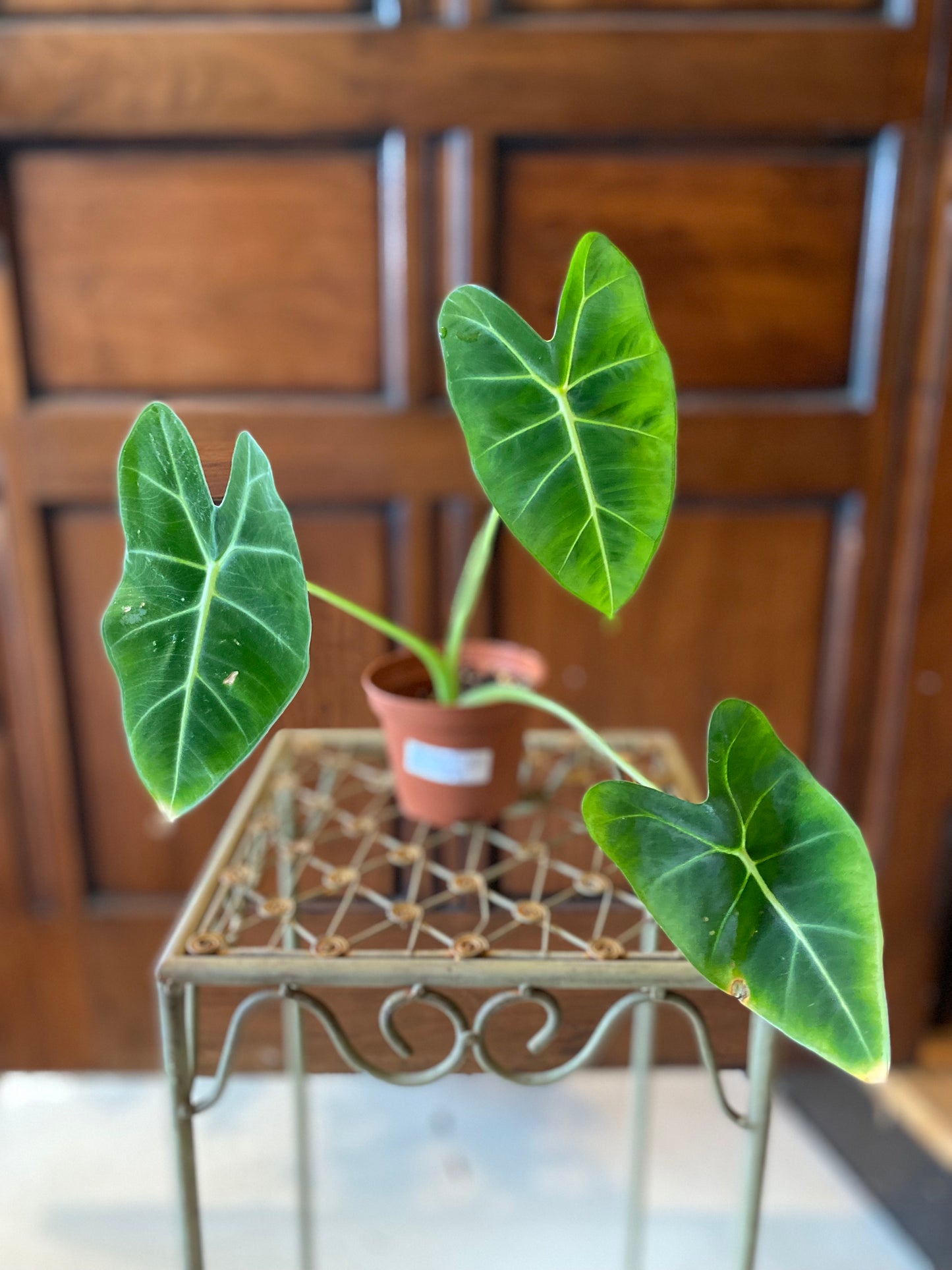 Alocasia
