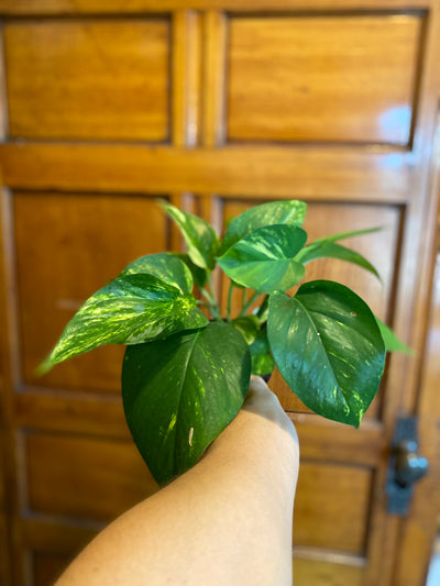 4” Golden
