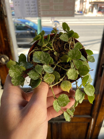 4” Curtisii Splash