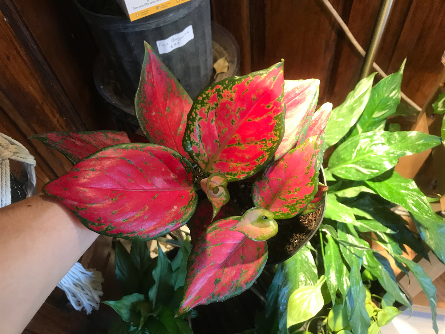 Aglaonema