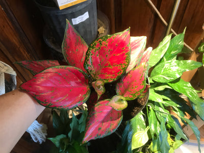 6” Very Red