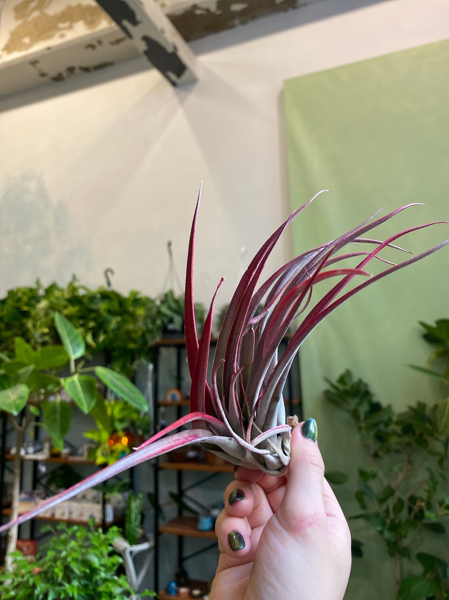 Air Plant