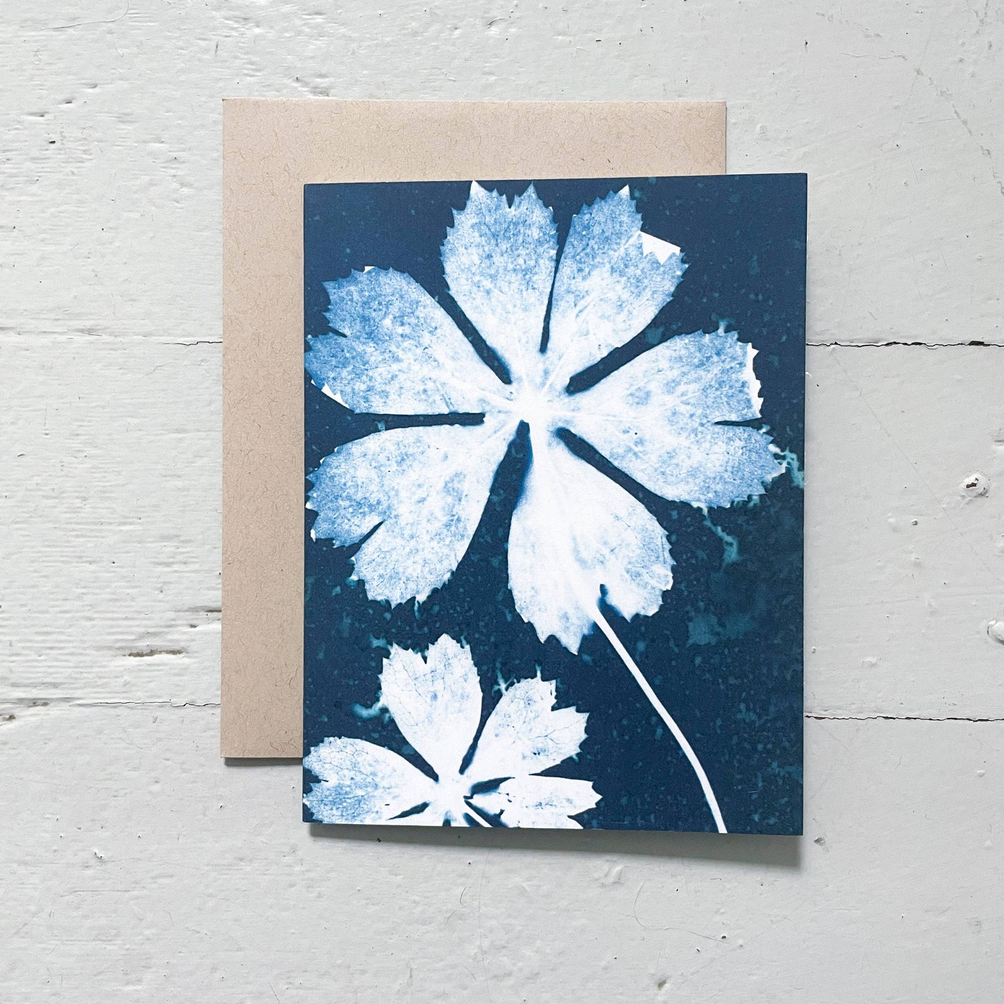 Slow Mornings | Botanical Cyanotype Greeting Cards Boxed Set