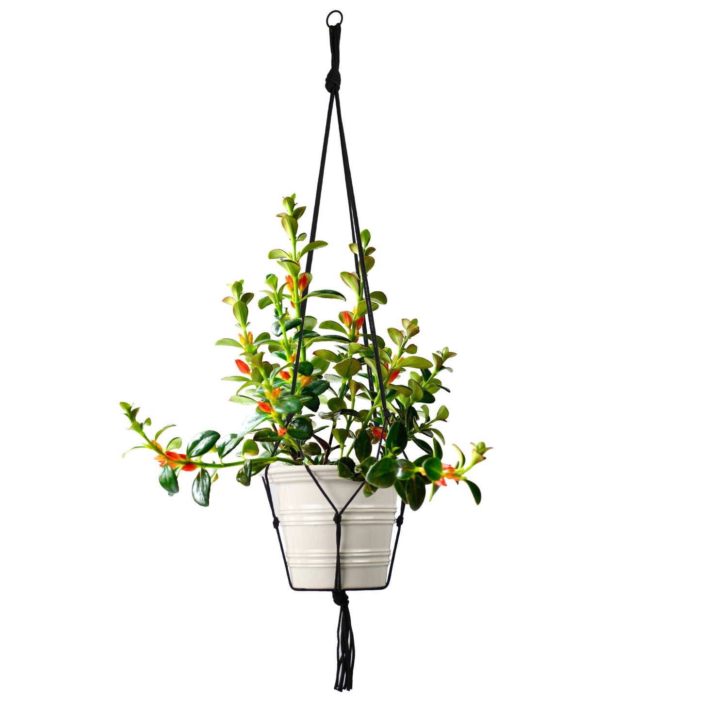 Cord/Rope Macrame Hanger