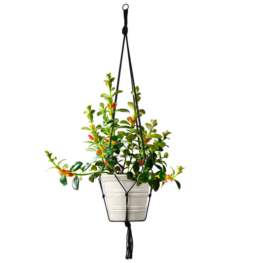 Cord/Rope Macrame Hanger