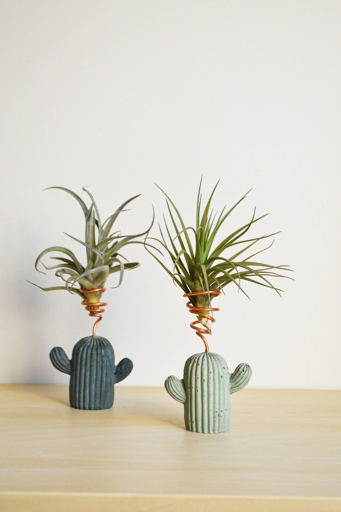 Cactus Airplant Holder