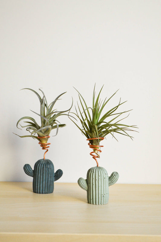Cactus Airplant Holder