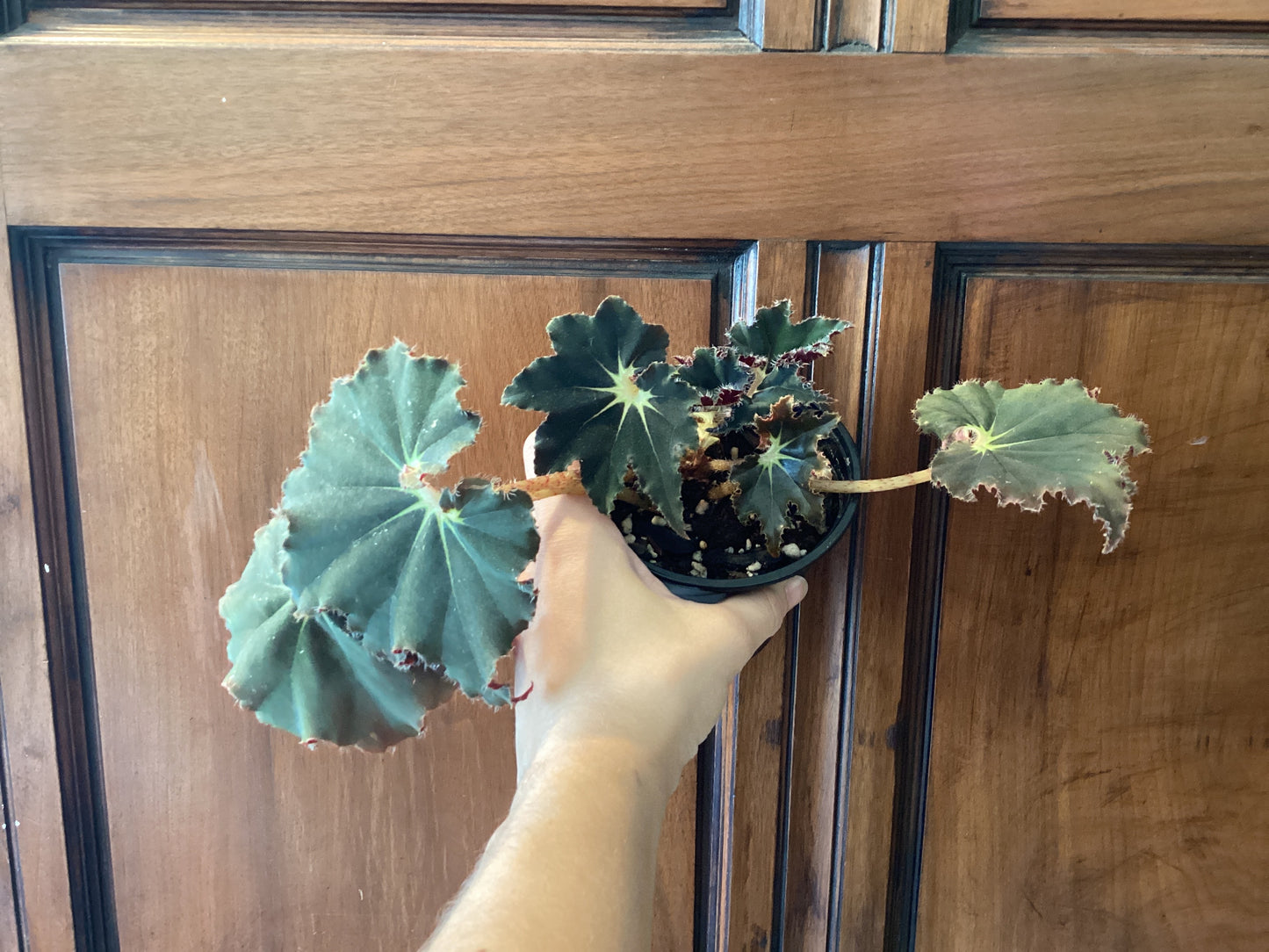 Begonia