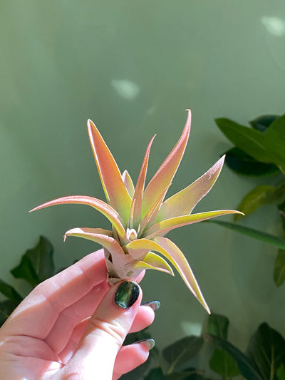 Medium 3-5” / Peach
