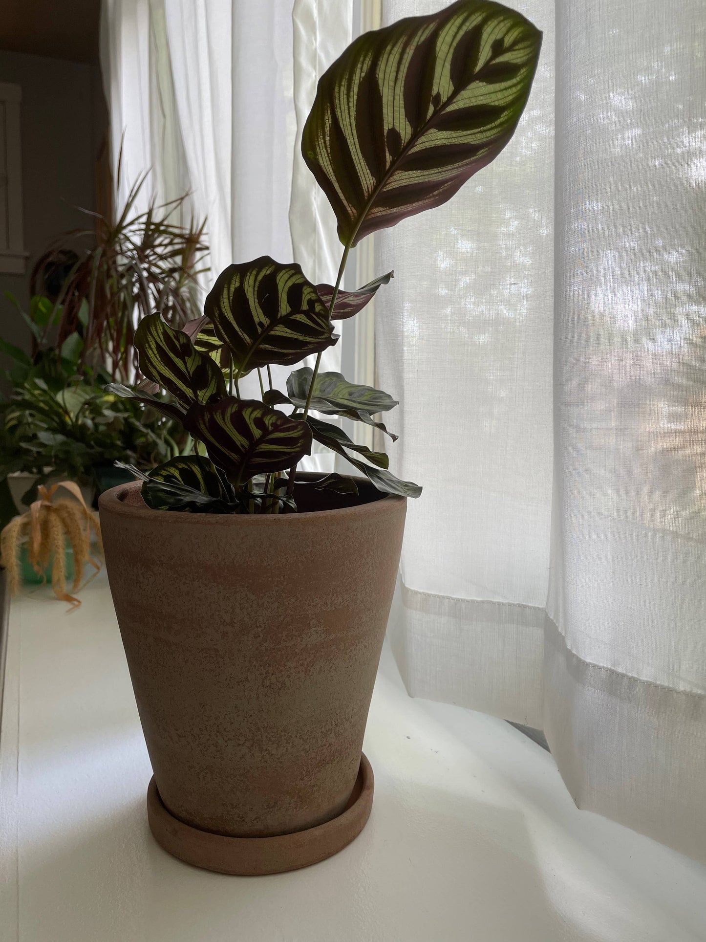 Concrete-washed Terracotta Planter 6” (Medium)