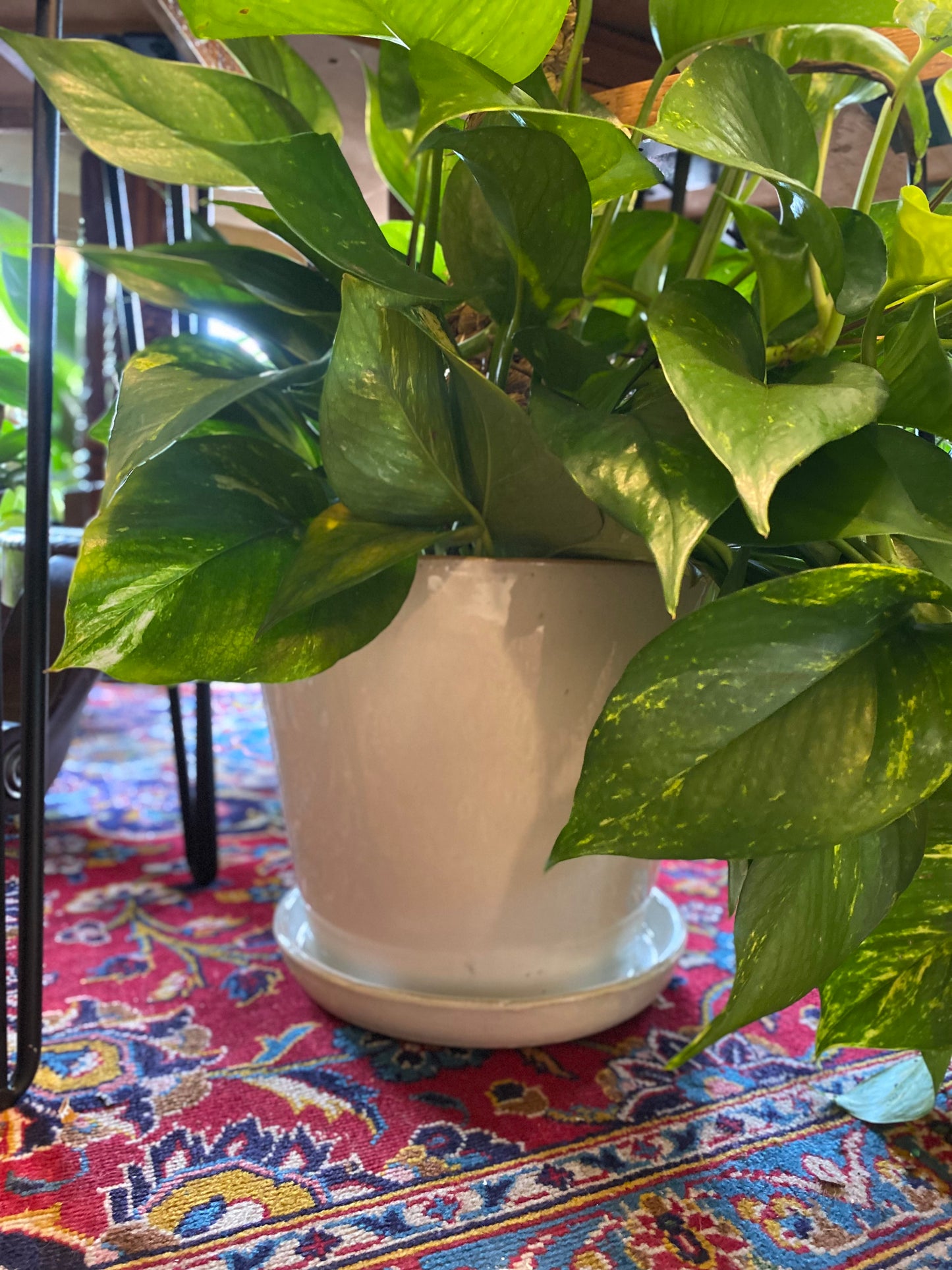 Ceramic Planter Pot with Attached Saucer