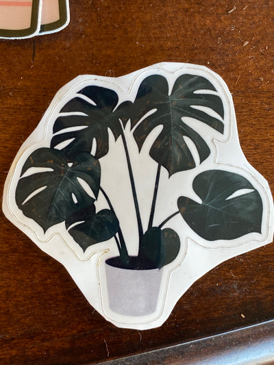 Monstera Plant