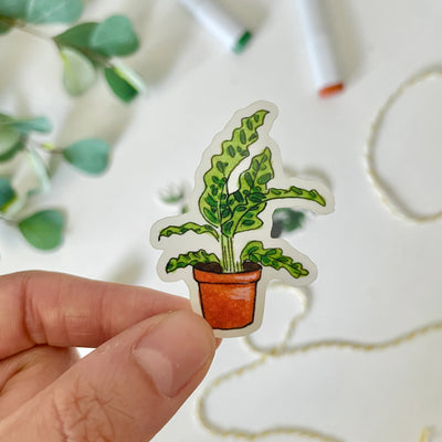 Calathea