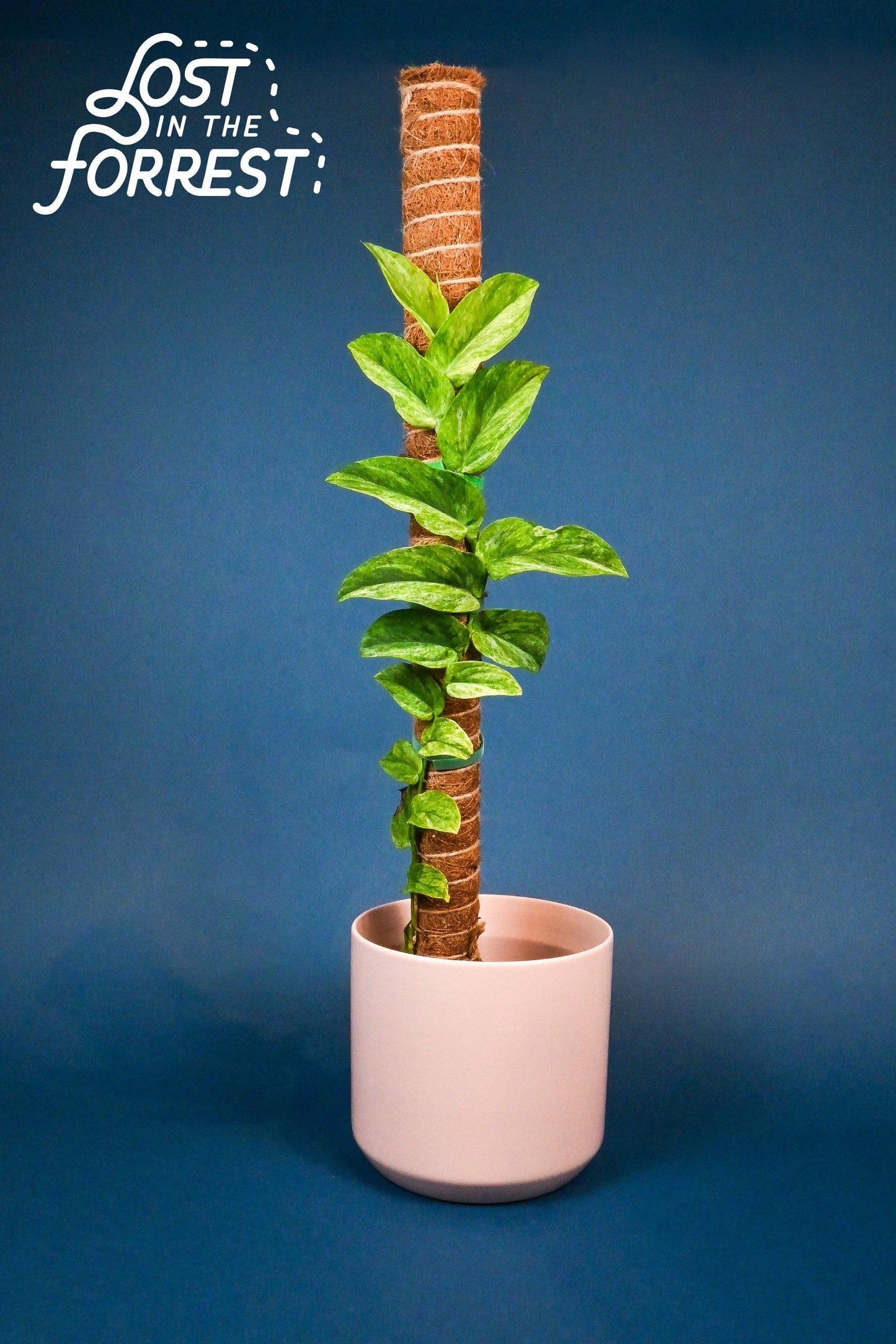 Stackable Coconut Coir “Moss” Pole