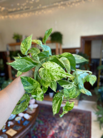 6” Marble Queen