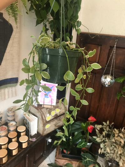 4” Scandens variegated