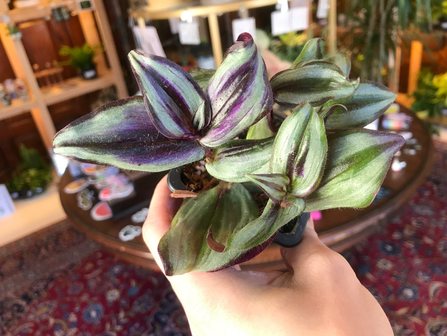 Tradescantia