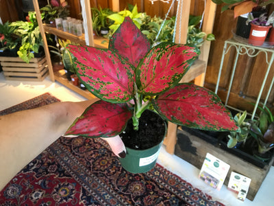 4” Very Red