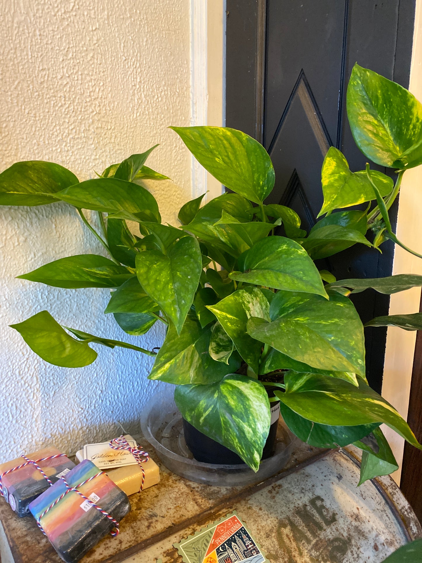 Pothos