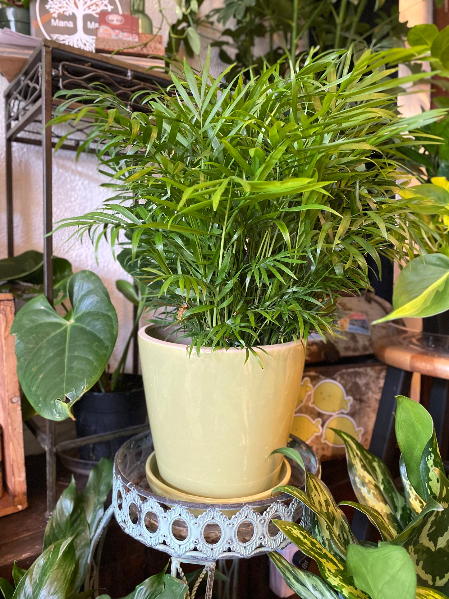 Ceramic Planter Pot with Attached Saucer