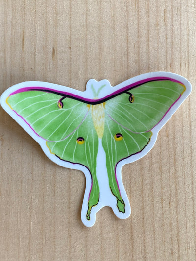Luna Moth