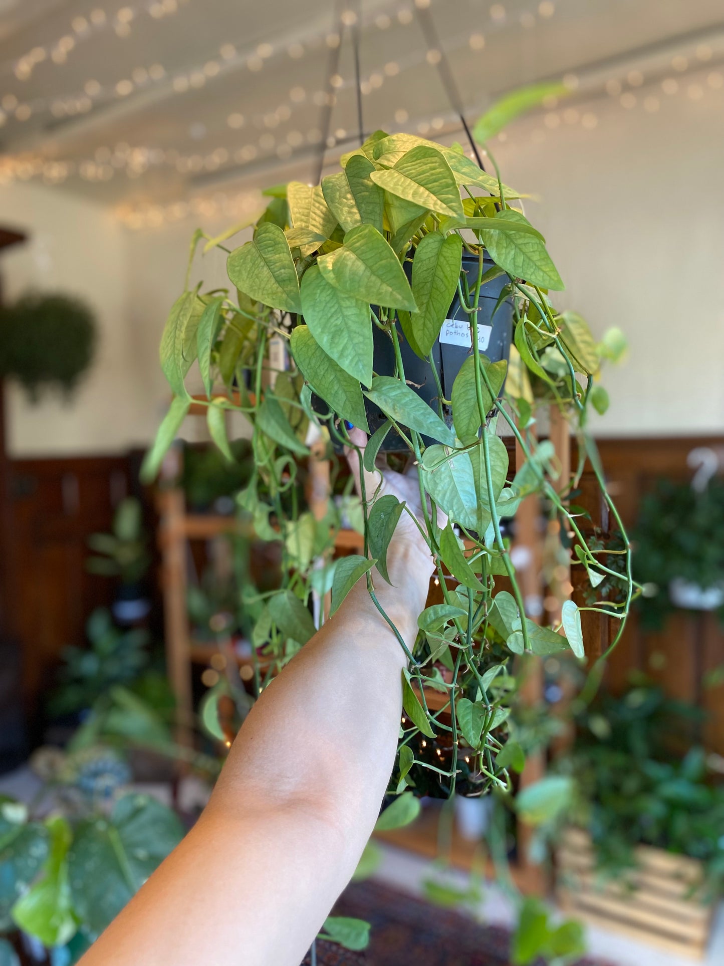 Pothos