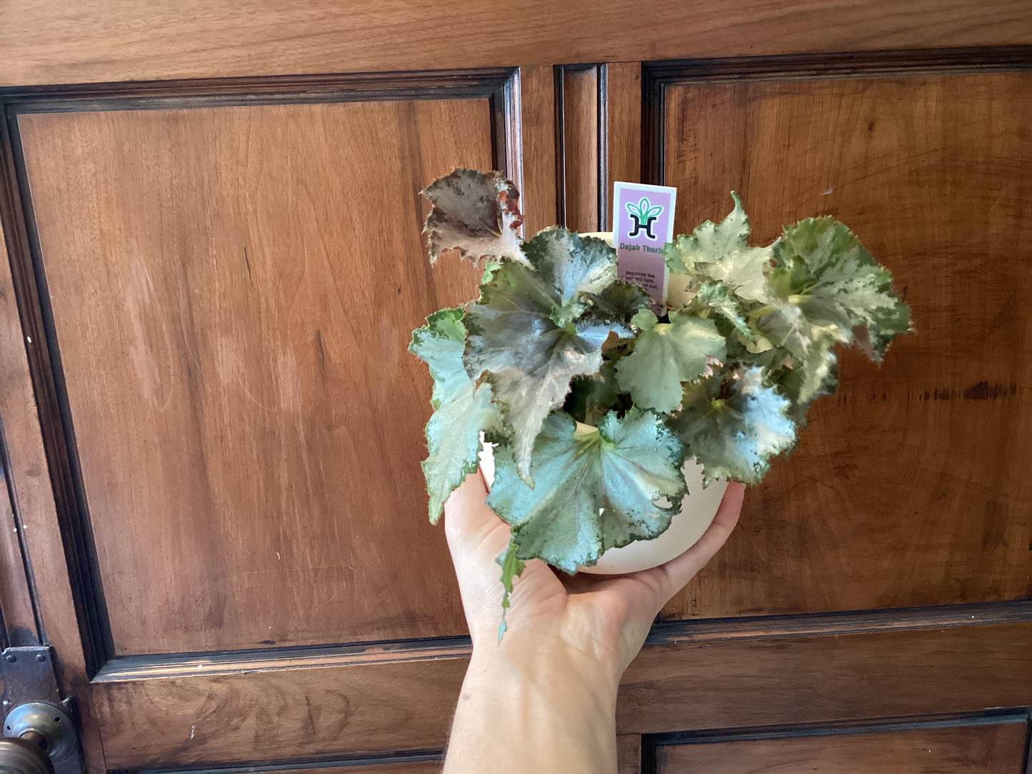 Begonia
