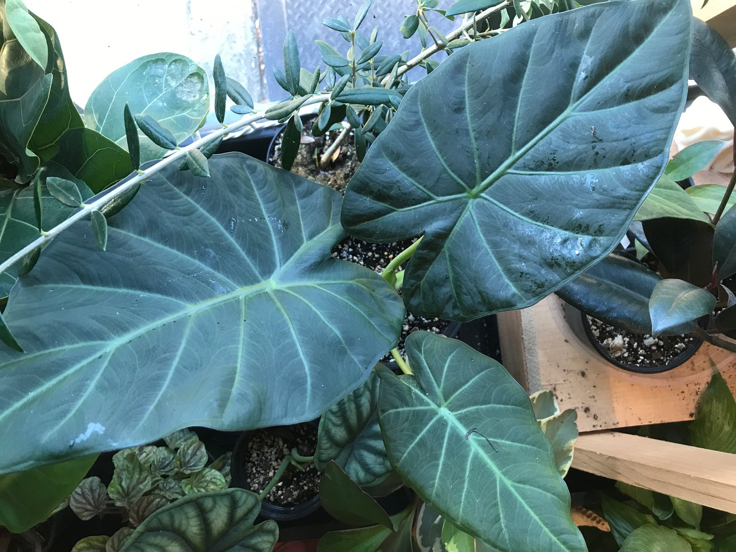 Alocasia