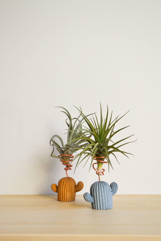 Mini Cactus Air Plant Holder