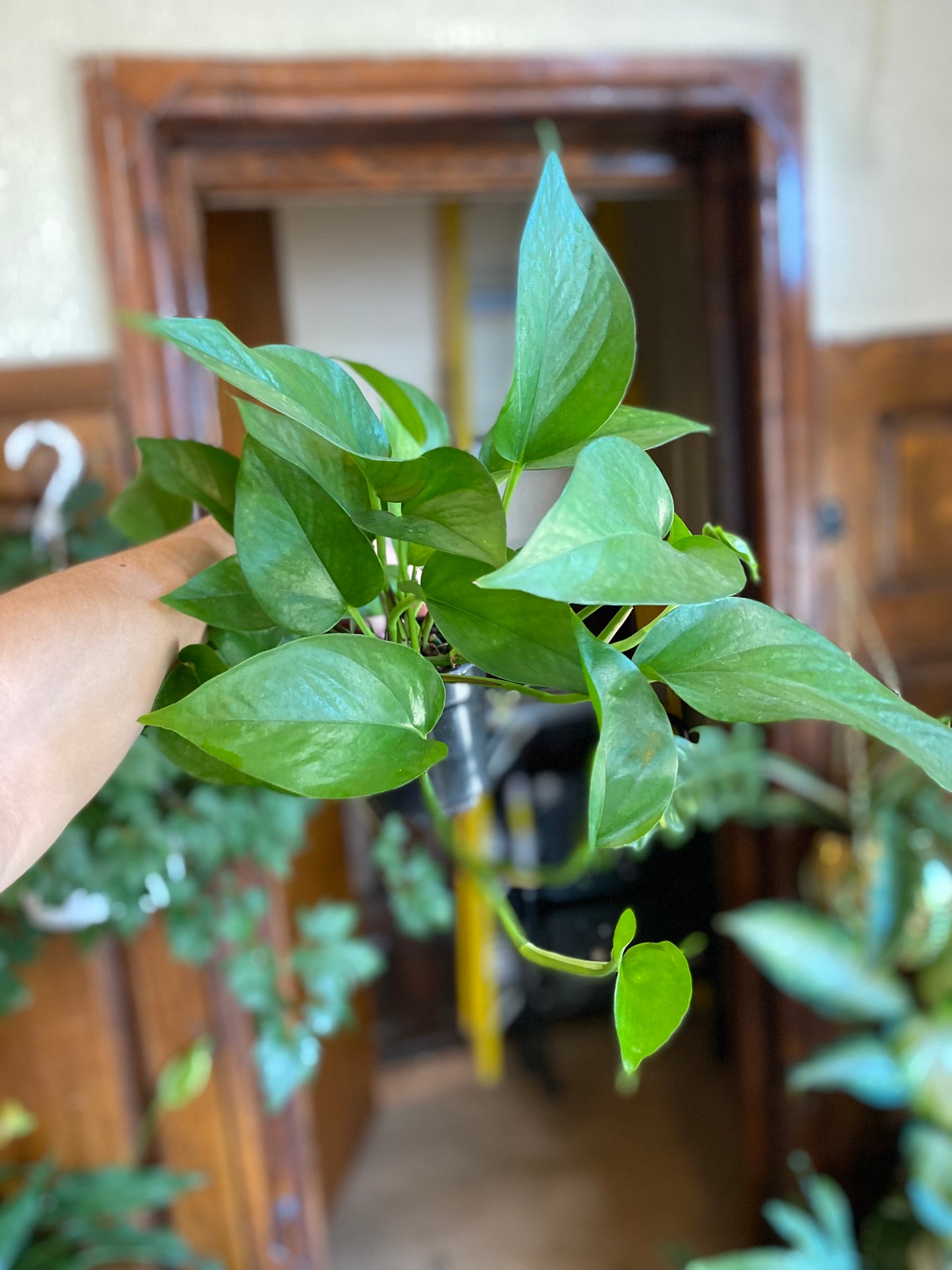 Pothos