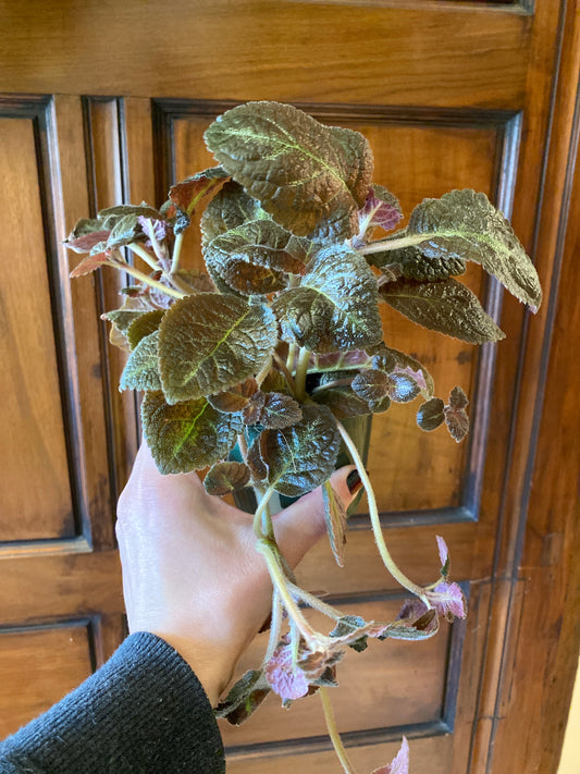 Episcia Blue Nile