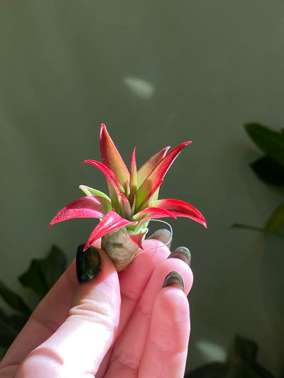 Small 2-3” / Red