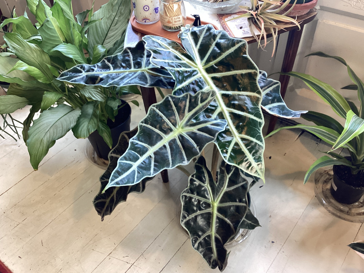 Alocasia