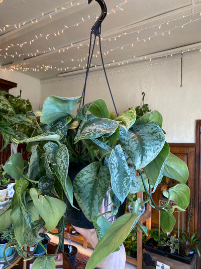 8” Exotica/ Silver Satin Pothos