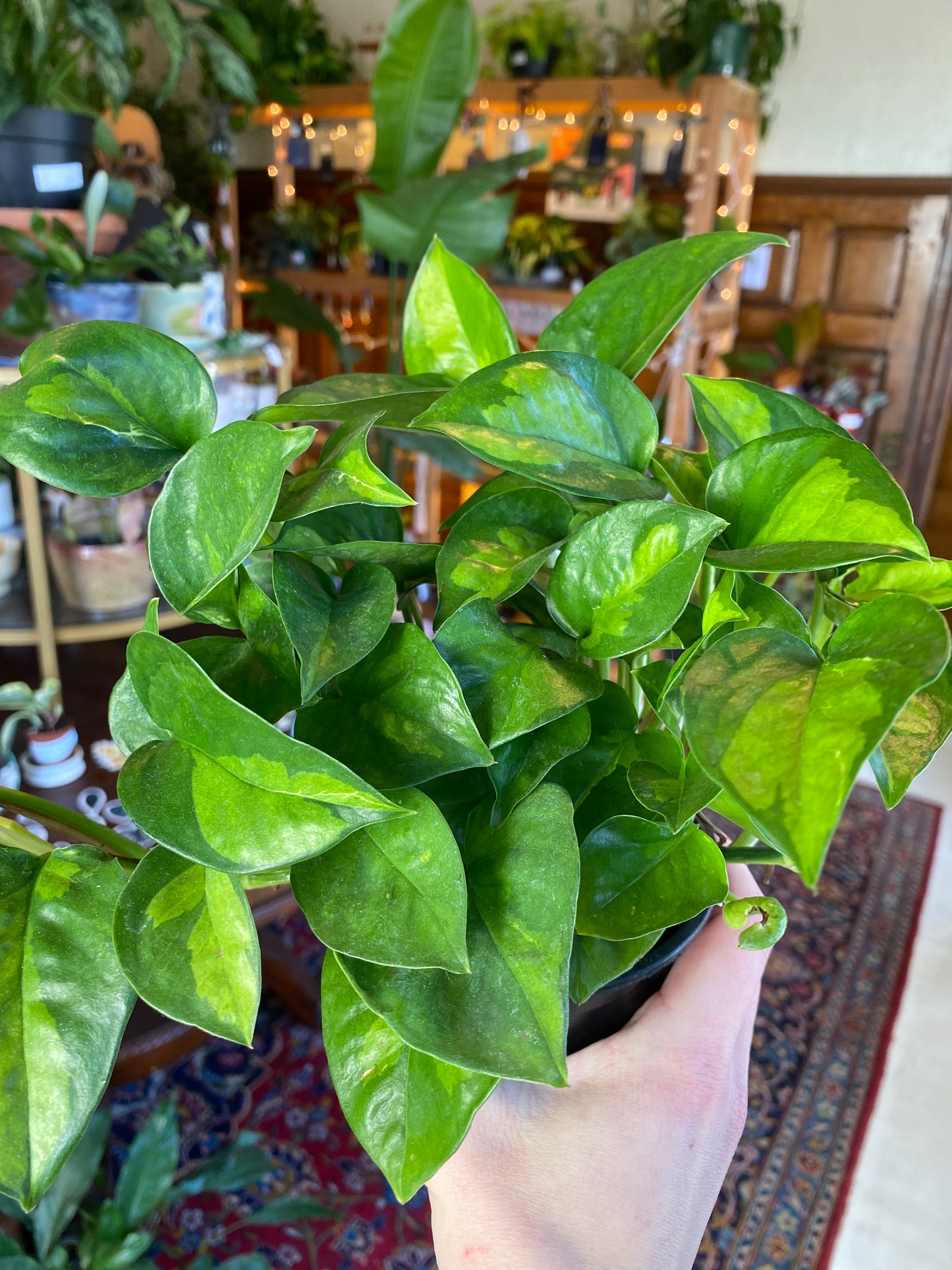 Pothos