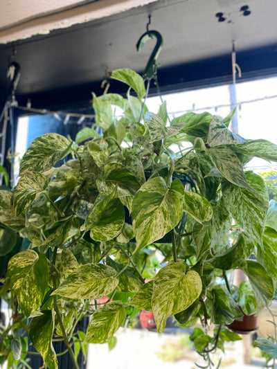 8” Marble Queen