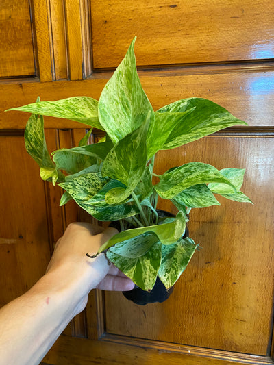 4” Marble Queen